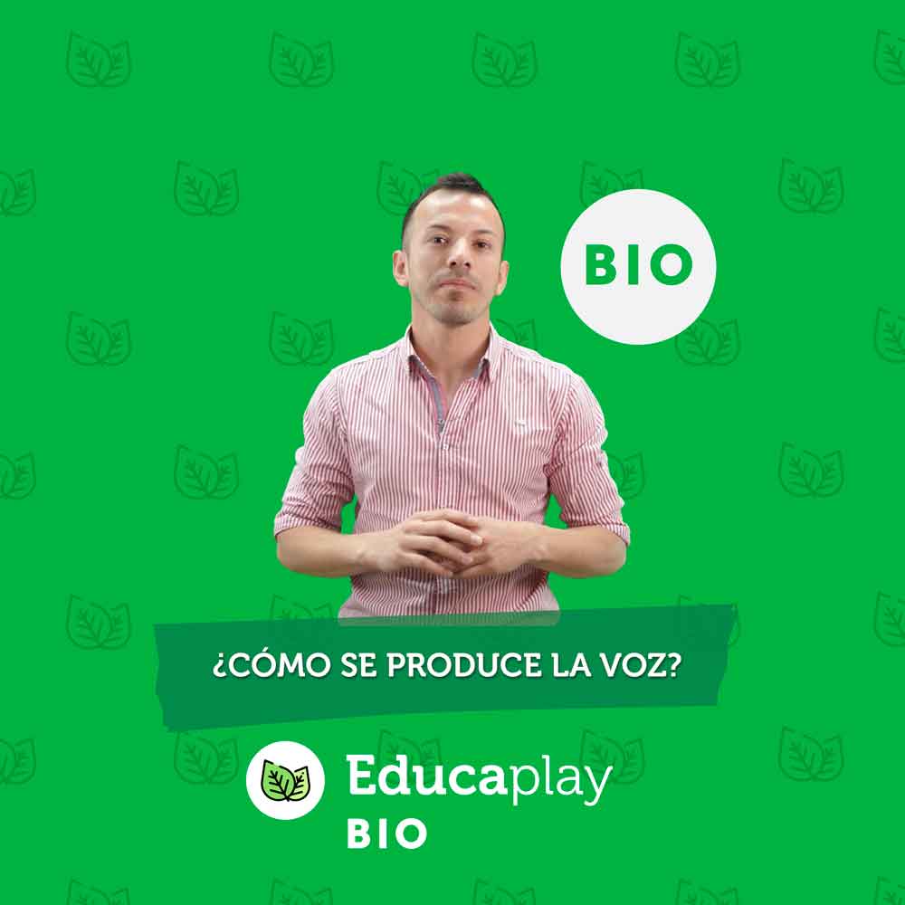 027 - ¿Cómo se produce la voz?